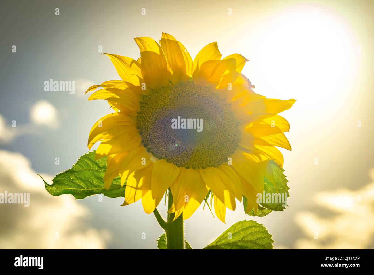 Bright yellow sunflowers growing in the field Stock Photo - Alamy