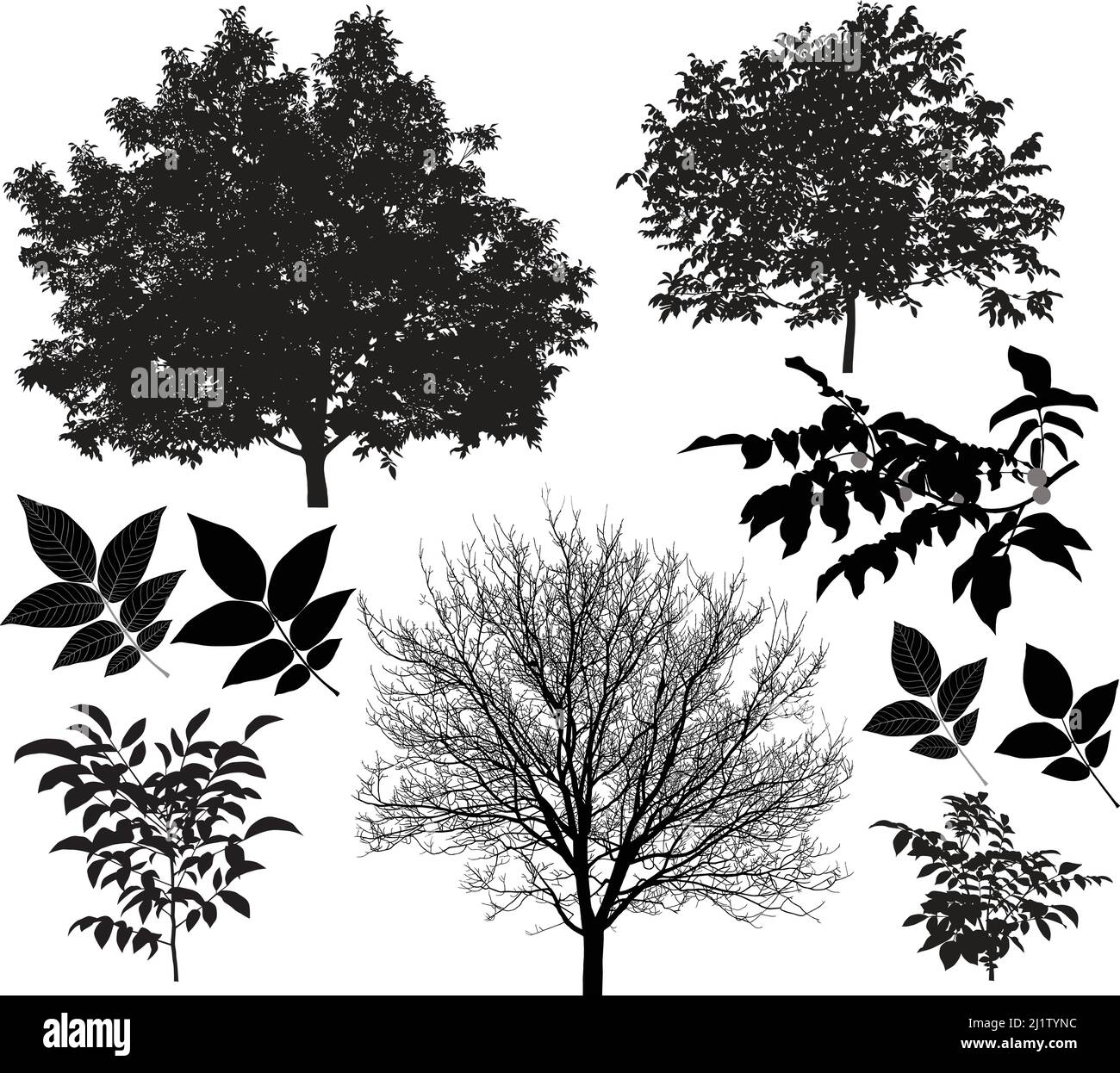 Collection of silhouettes of walnut trees and leaves Stock Vector