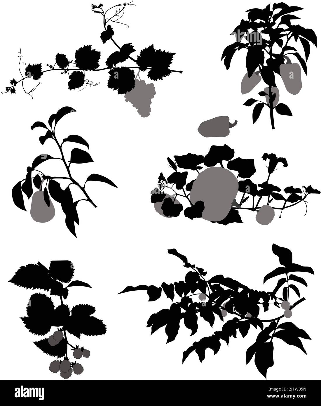 Collection of silhouettes of grape, blackberry, pear, walnut, pumpkin and bell pepper Stock Vector