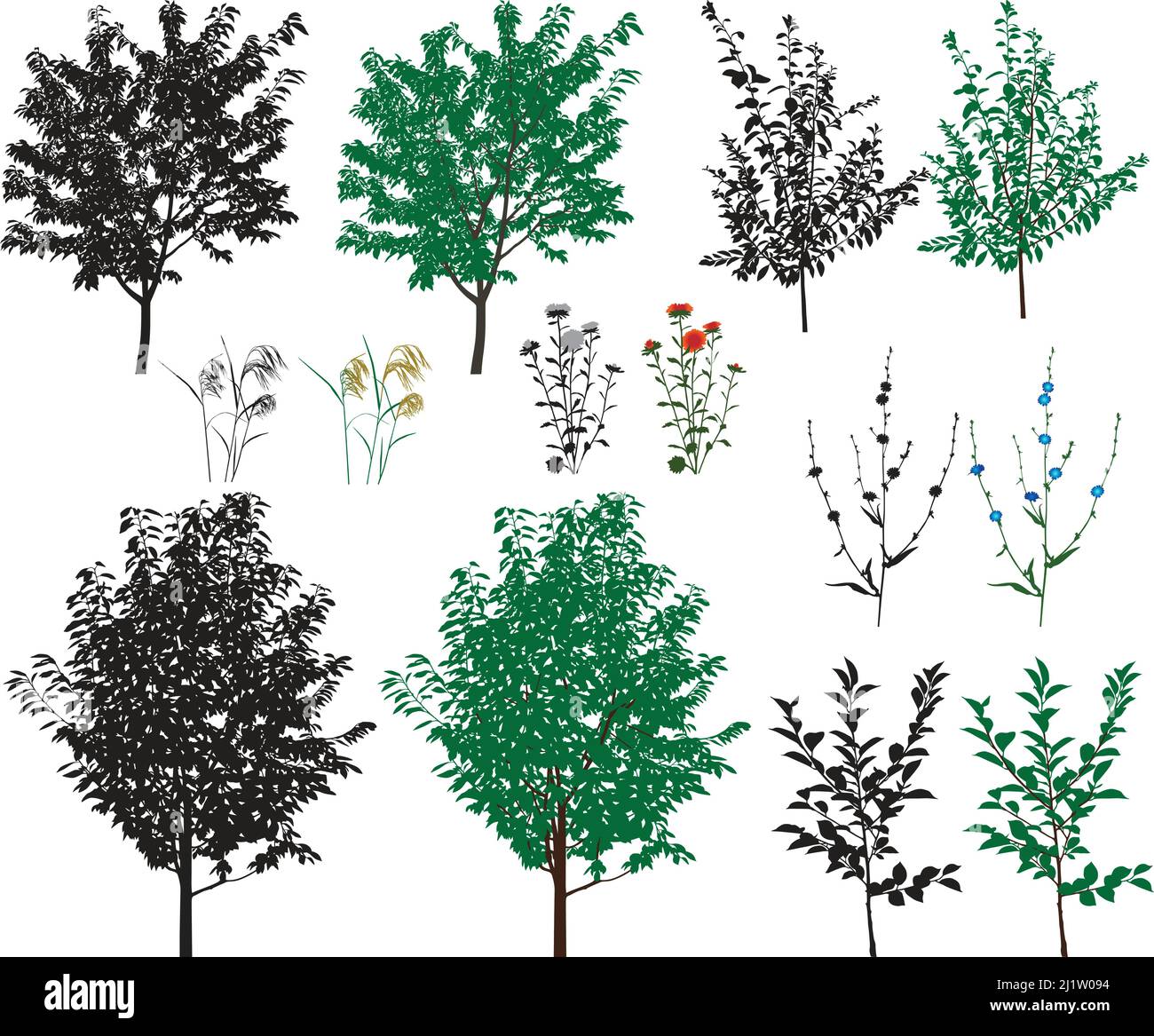 Several species of trees and flowers in color images and silhouettes Stock Vector