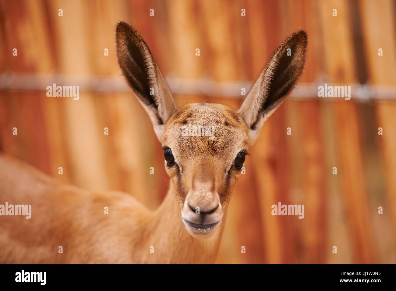 Cant pass this buck. A buck in the South African lanscape. Stock Photo
