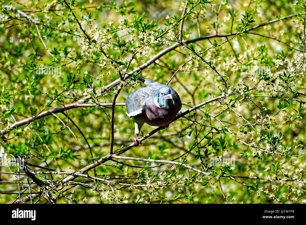 Magnolien im Frühling,, Friedens Tauben im Garten ,Linden ,Hannover