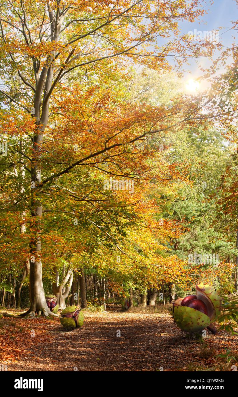 Amazing autumn woodland beech trees and leaves turning golden orange and red. Morning sunrise light and massive oversized conkers fallen on the ground Stock Photo