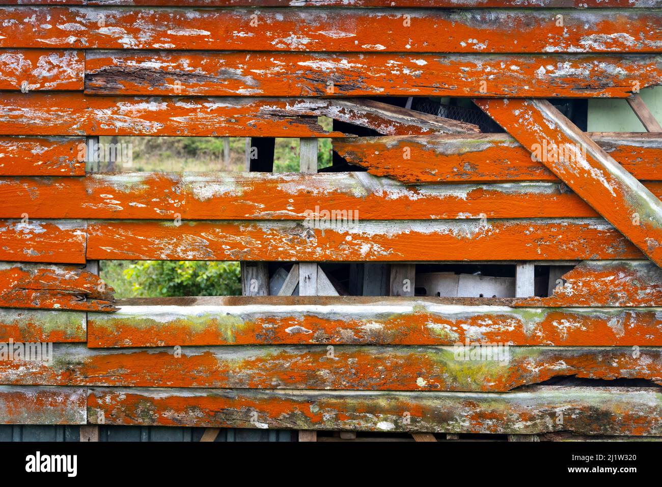 Orange lichen on old barn near Paihiatua Tararua District North Orange lichen on old barn near Paihiatua Tararua District North