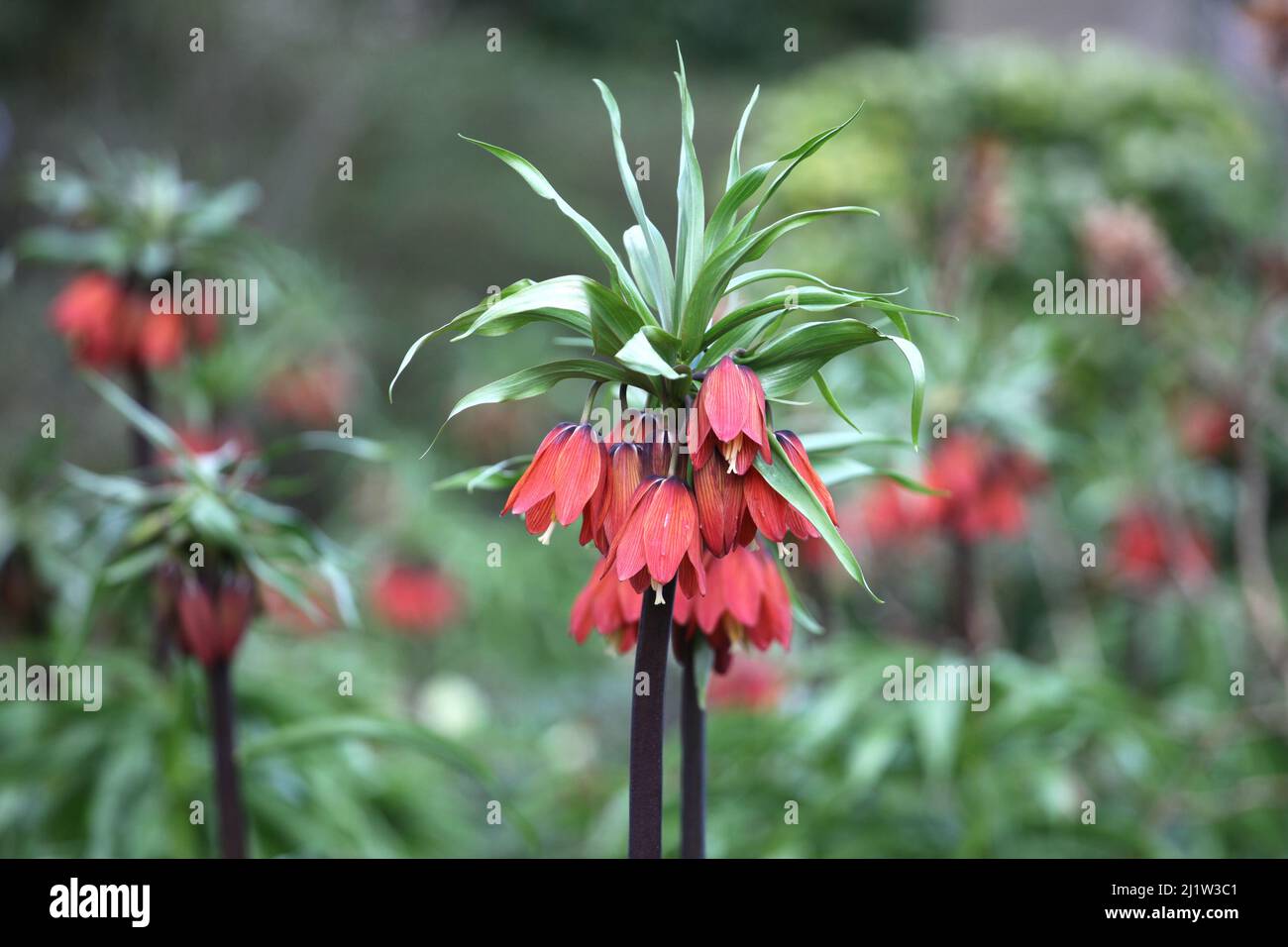 Fritillaria Imperialis (Crown Imperial) ÔRed BeautyÕ In Flower Stock ...