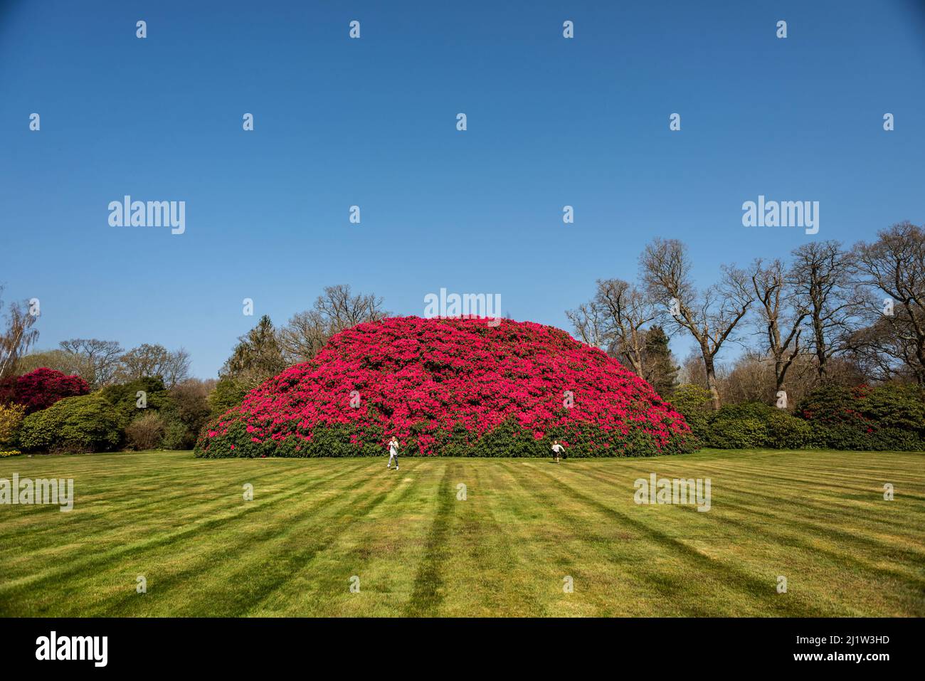 Horsham, March 26th 2022: The UK's largest rhododendron bush burst into flower this week, attracting visitors to the grounds of South Lodge Country Ho Stock Photo