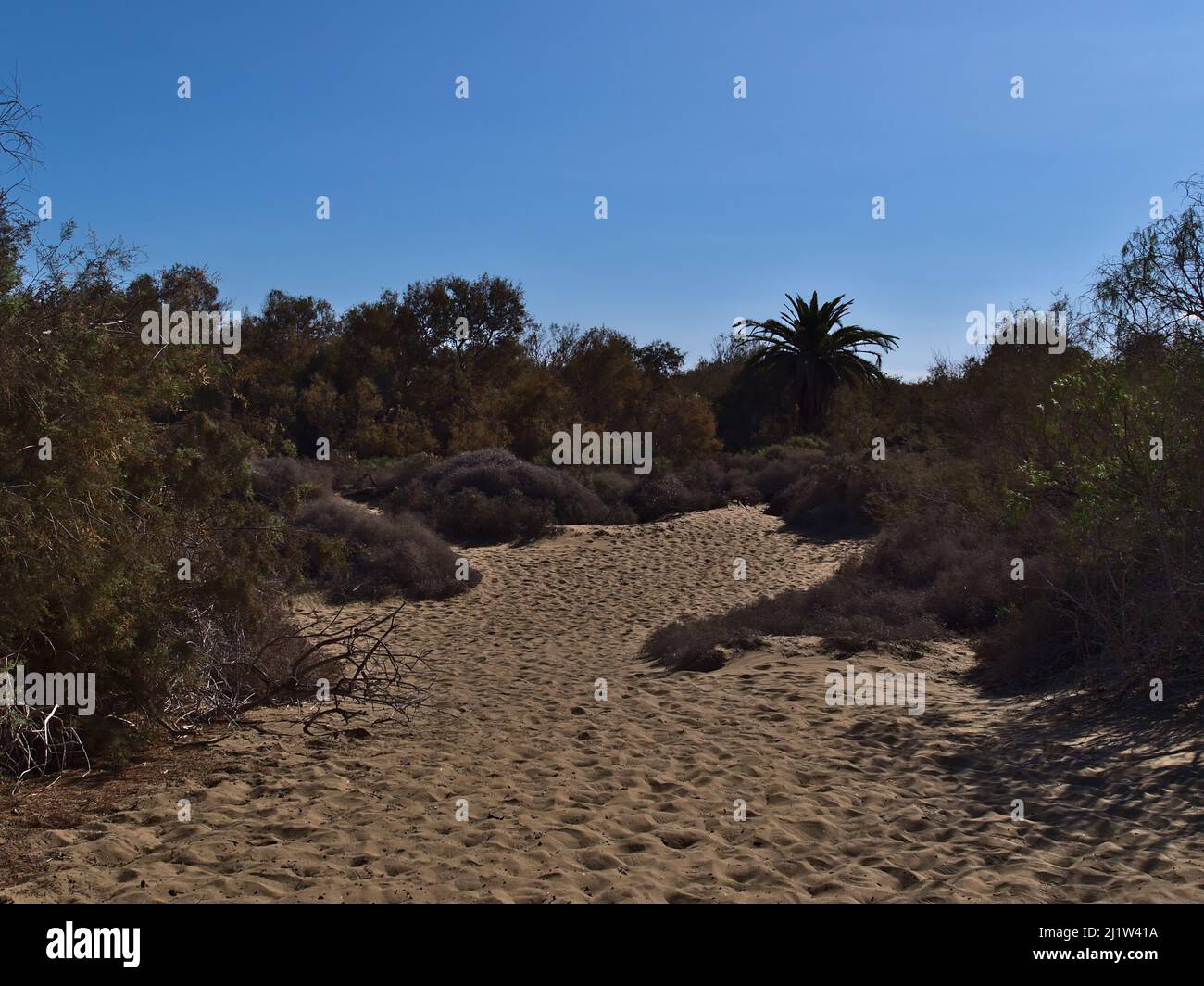 Landscape with protected vegetation including bushes and plam trees in natural reserve area Dunas de Maspalomas in the south of Gran Canaria, Spain. Stock Photo