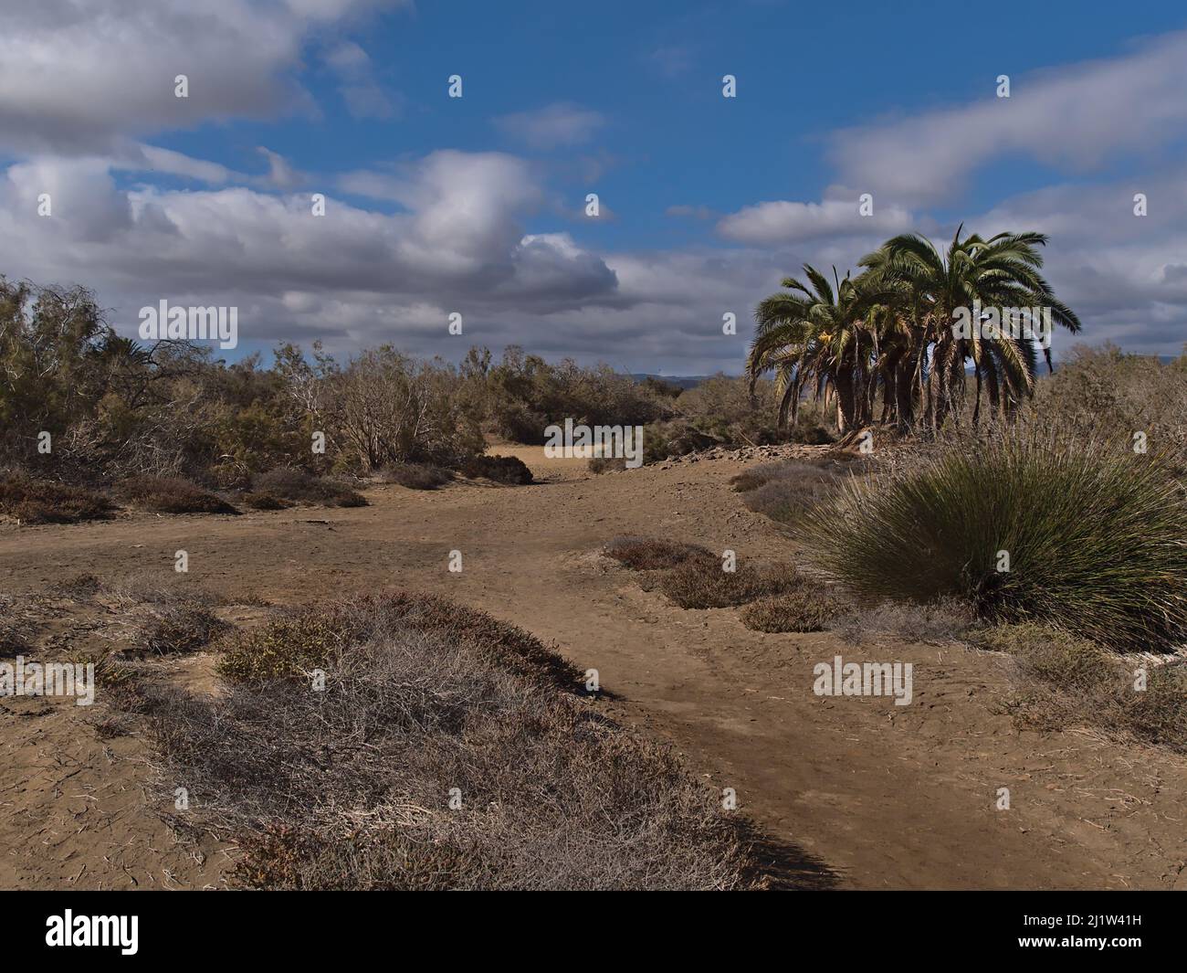 View of protected vegetation in nature reserve Dunas de Maspalomas in the south of Gran Canaria, Canary Islands, Spain with palm trees and clouds. Stock Photo
