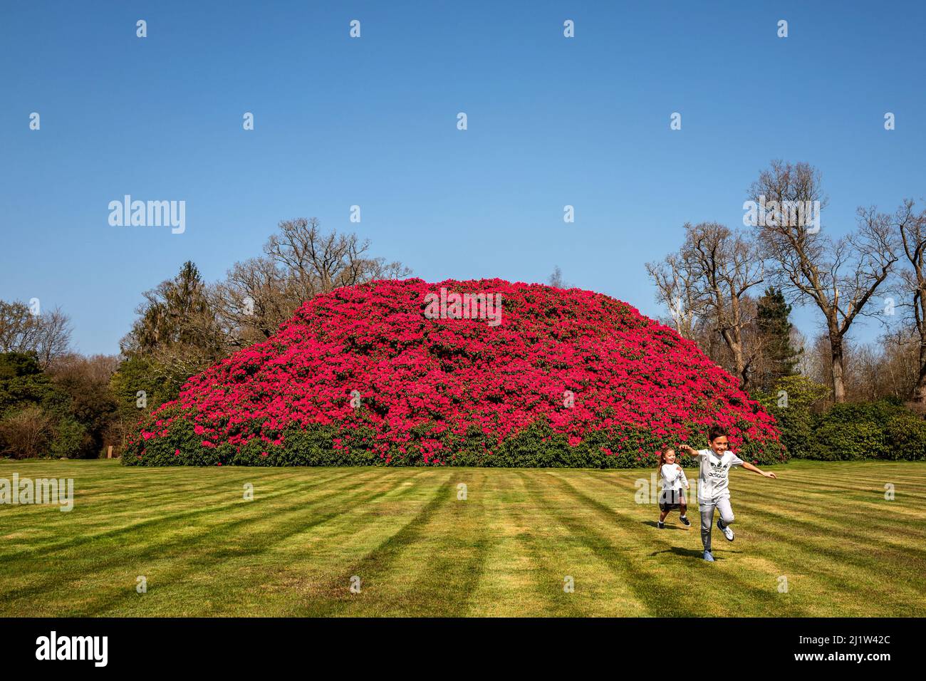 Horsham, March 26th 2022 The UK's largest rhododendron bush burst into