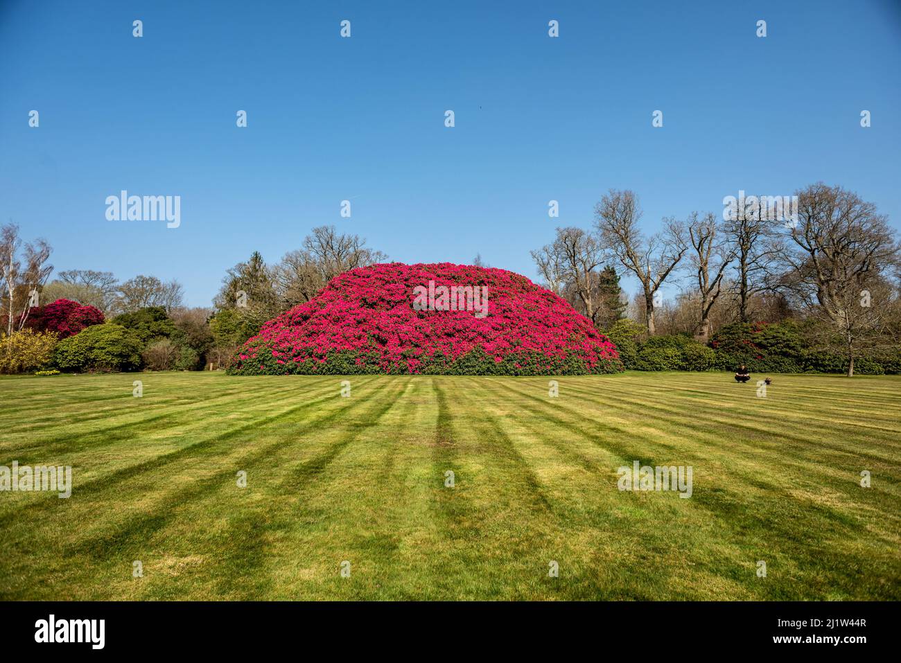 Horsham, March 26th 2022 The UK's largest rhododendron bush burst into