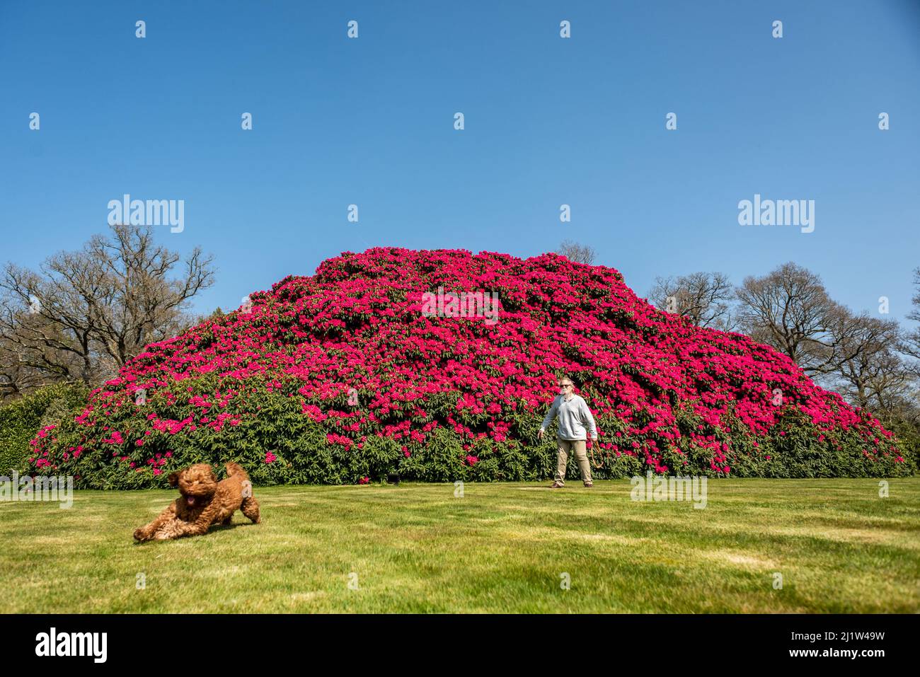 Horsham, March 26th 2022 The UK's largest rhododendron bush burst into