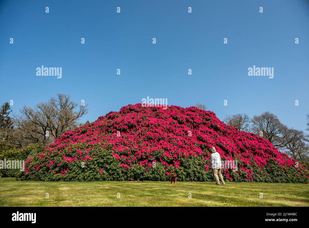Horsham, March 26th 2022: The UK's largest rhododendron bush burst into  flower this week, attracting visitors to the grounds of South Lodge Country  Ho Stock Photo - Alamy