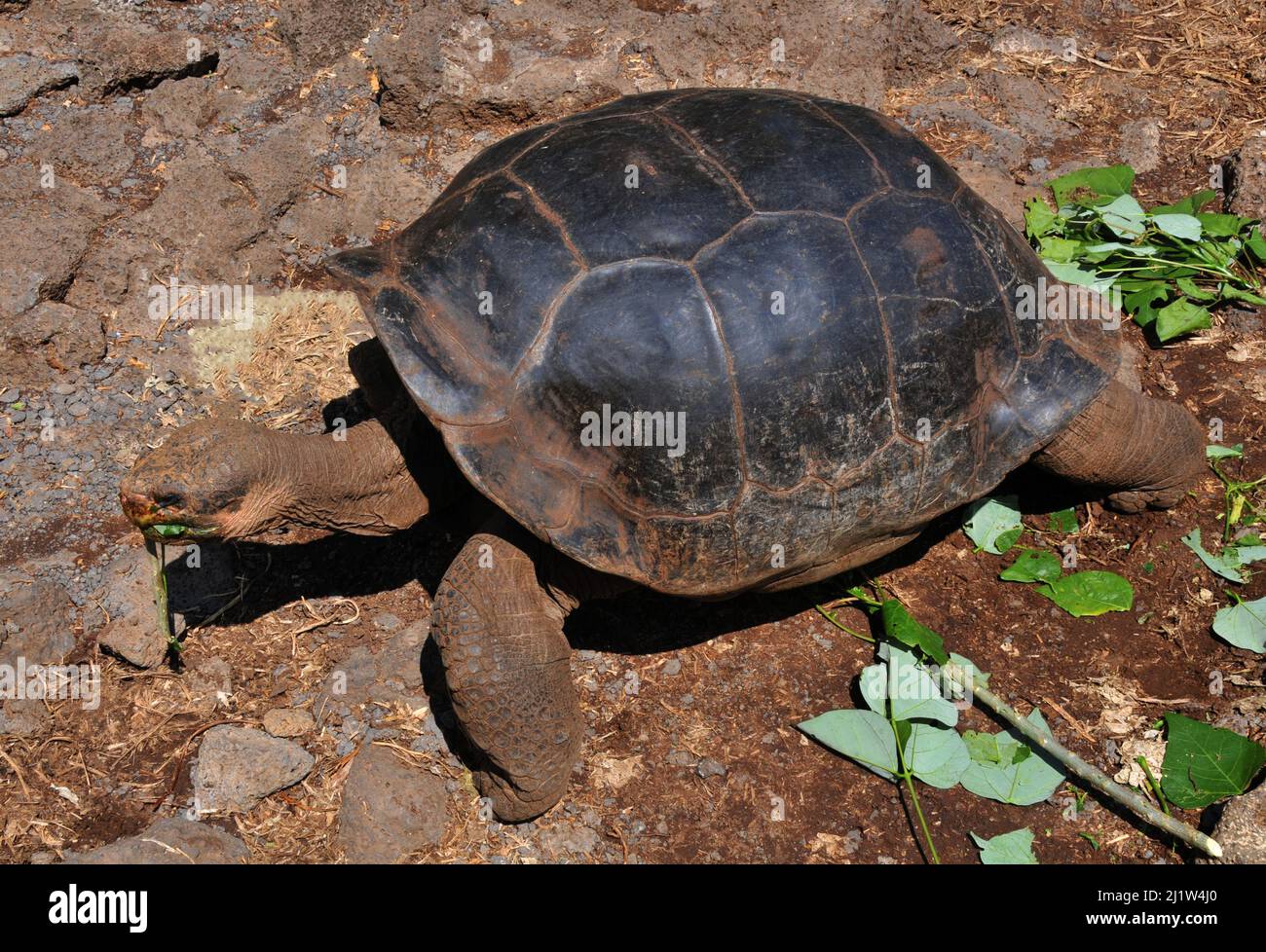 giant tortoise, Charles Darwin Research Station, Puerto Ayora, Santa Cruz island, Galapagos, Ecuador Stock Photo