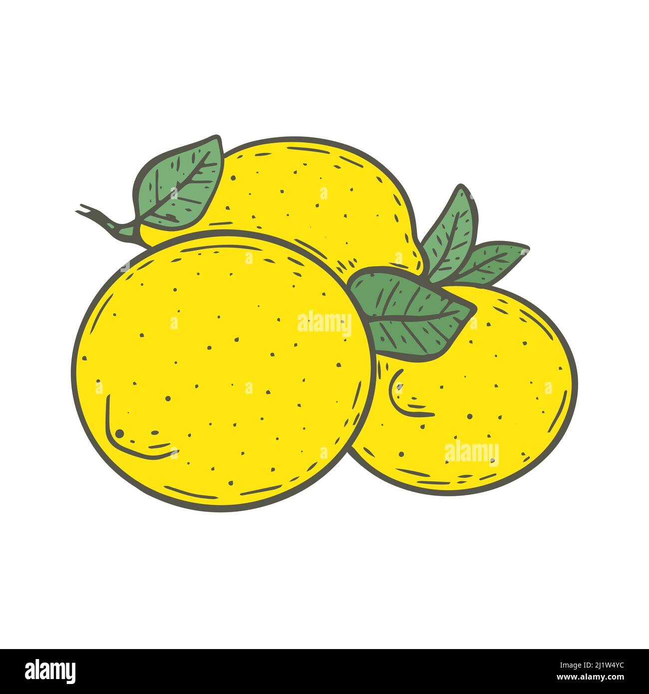 Several lemons with leaves vector illustration Stock Vector