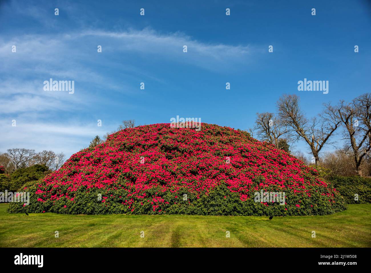Horsham, March 22nd 2022: Thought to be the UK's biggest single-stemmed  rhododendron bush, in the grounds of South Lodge luxury spa hotel at  Crabtree Stock Photo - Alamy