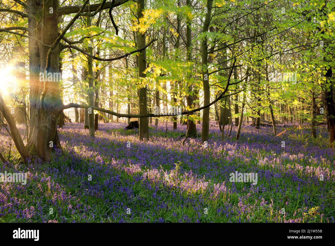 Beautiful bluebell wood at sunrise. carpet of bluebells with dawn sunlight streaming through the spring trees Stock Photo