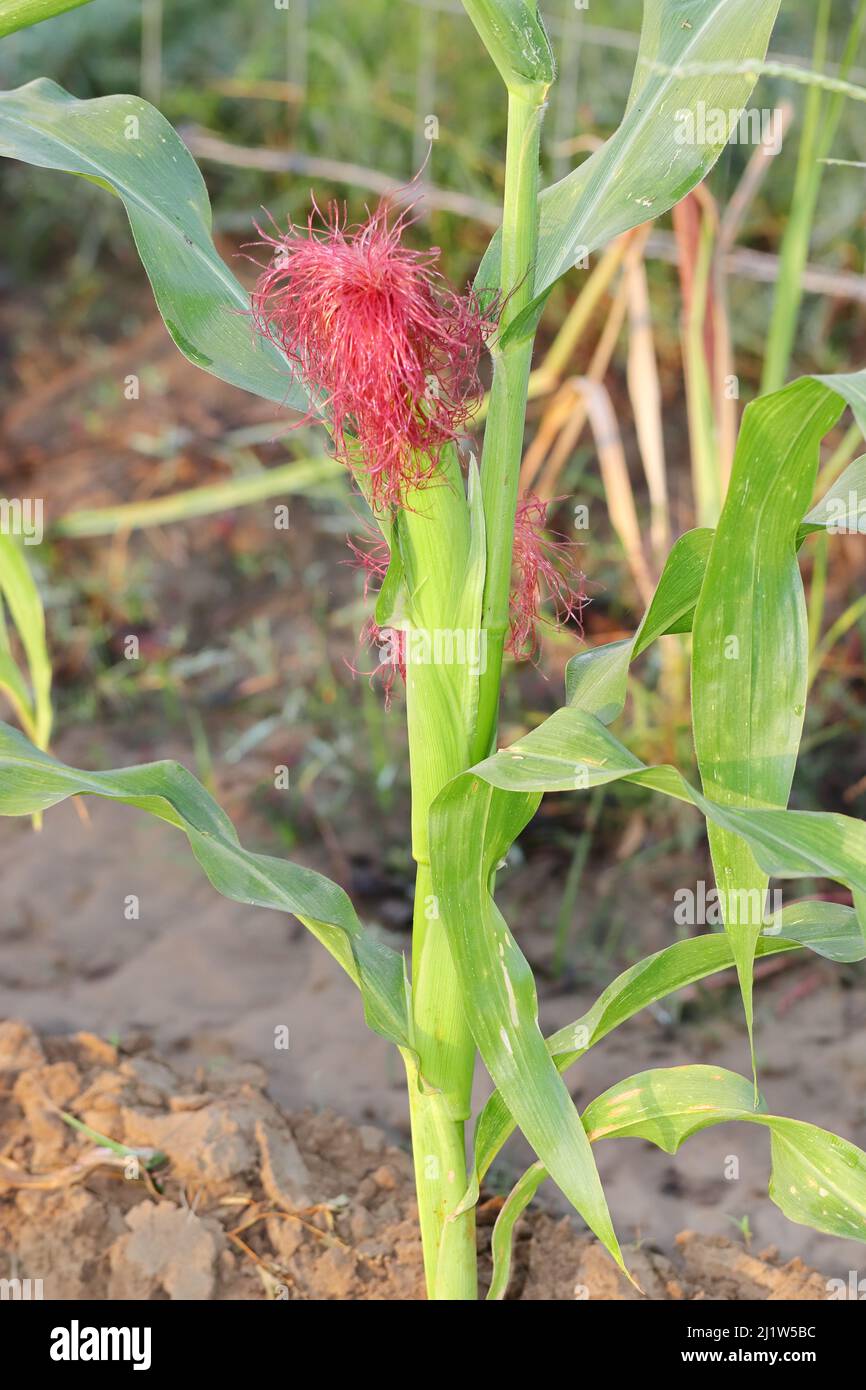 macro photo of fresh corn fruit growing on maize plant Stock Photo