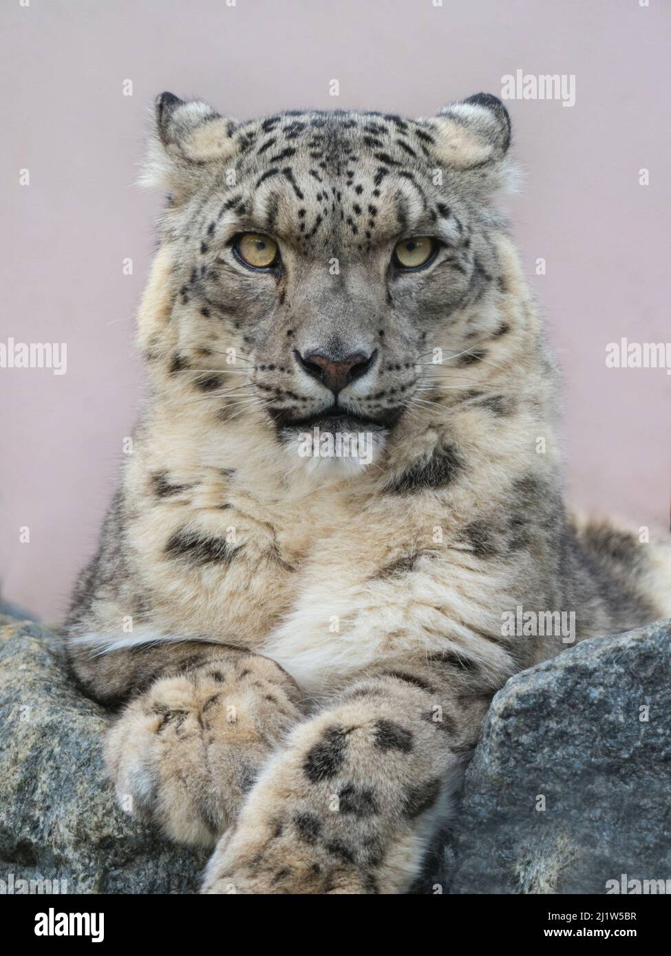 Snow leopard (Panthera uncia) portrait with ears back. Captive Stock