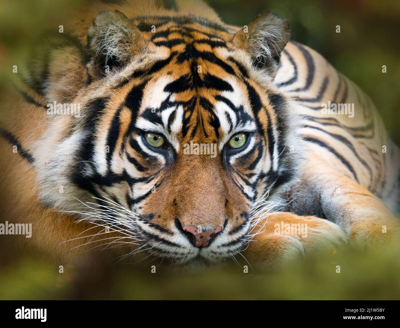 Sumatran tiger (Panthera tigris sondaica). Captive, with digitally added leaf pattern. Stock Photo