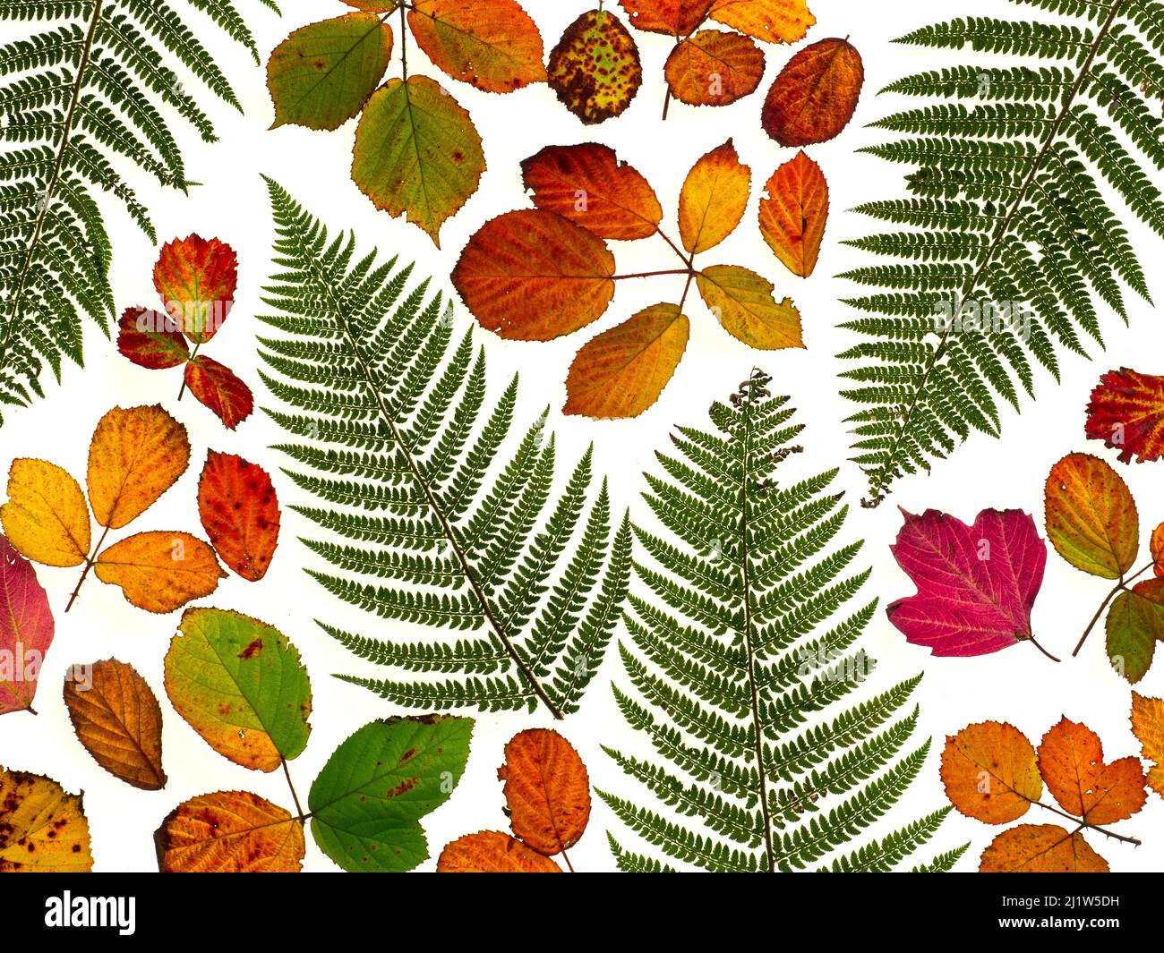 Bramble leaves (Rubus fruticosus) and bracken fronds changing colour in autumn. Stock Photo