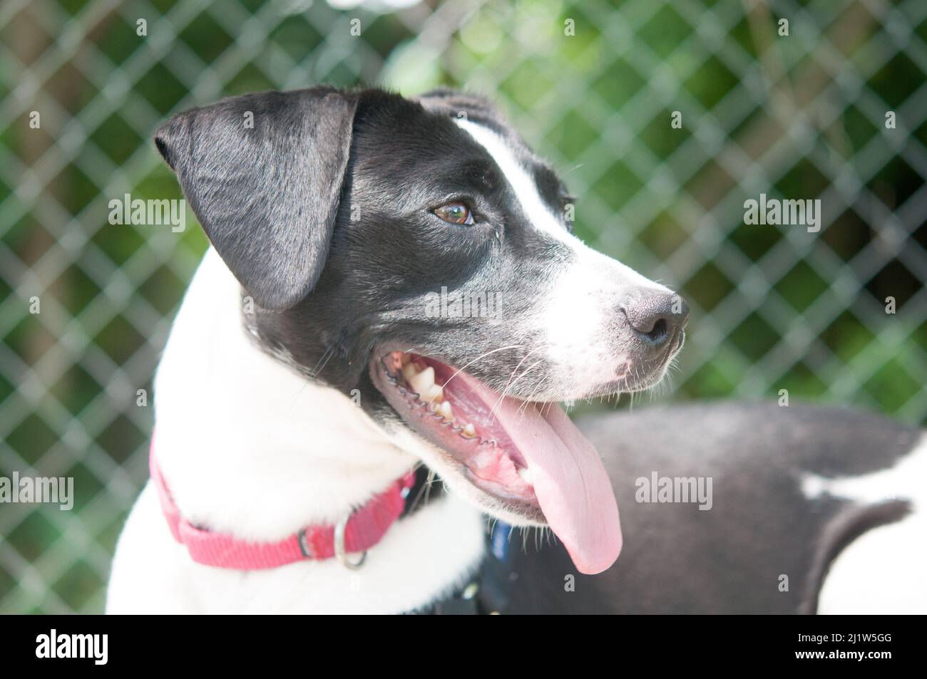 Black and white shelter dog with tongue out Stock Photo