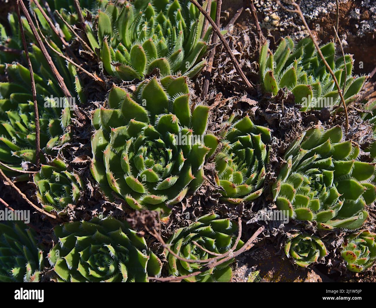 Closeup view of an Aeonium plant (tree houseleeks) with patterned green leaves growing between rocks in the mountains of Gran Canaria, Canary Islands. Stock Photo