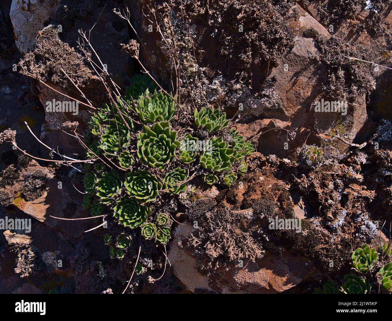 View of an Aeonium plant (tree houseleeks) with green leaves growing between brown rocks in the mountains of Gran Canaria, Canary Islands, Spain. Stock Photo