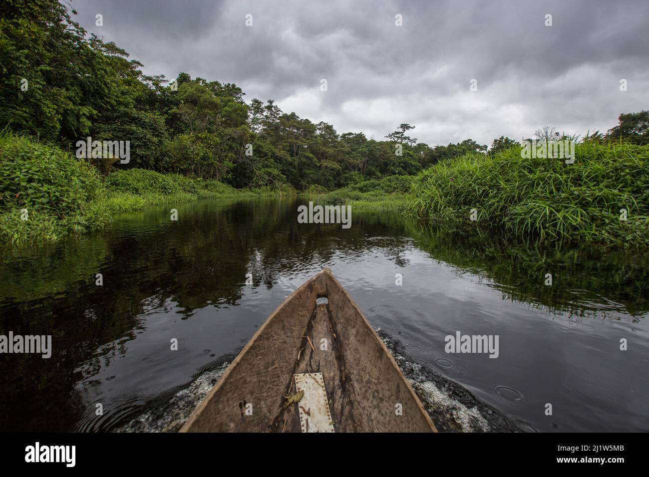 View from pirogue canoe, navigating the waterways of Bekalikali Bai, Salonga National Park Democratic Republic of Congo. May 2017. Stock Photo