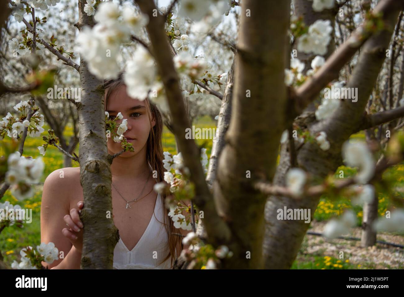 portrait of a young woman in a cherry orchard looking through branches of tree , romance spring image . Stock Photo
