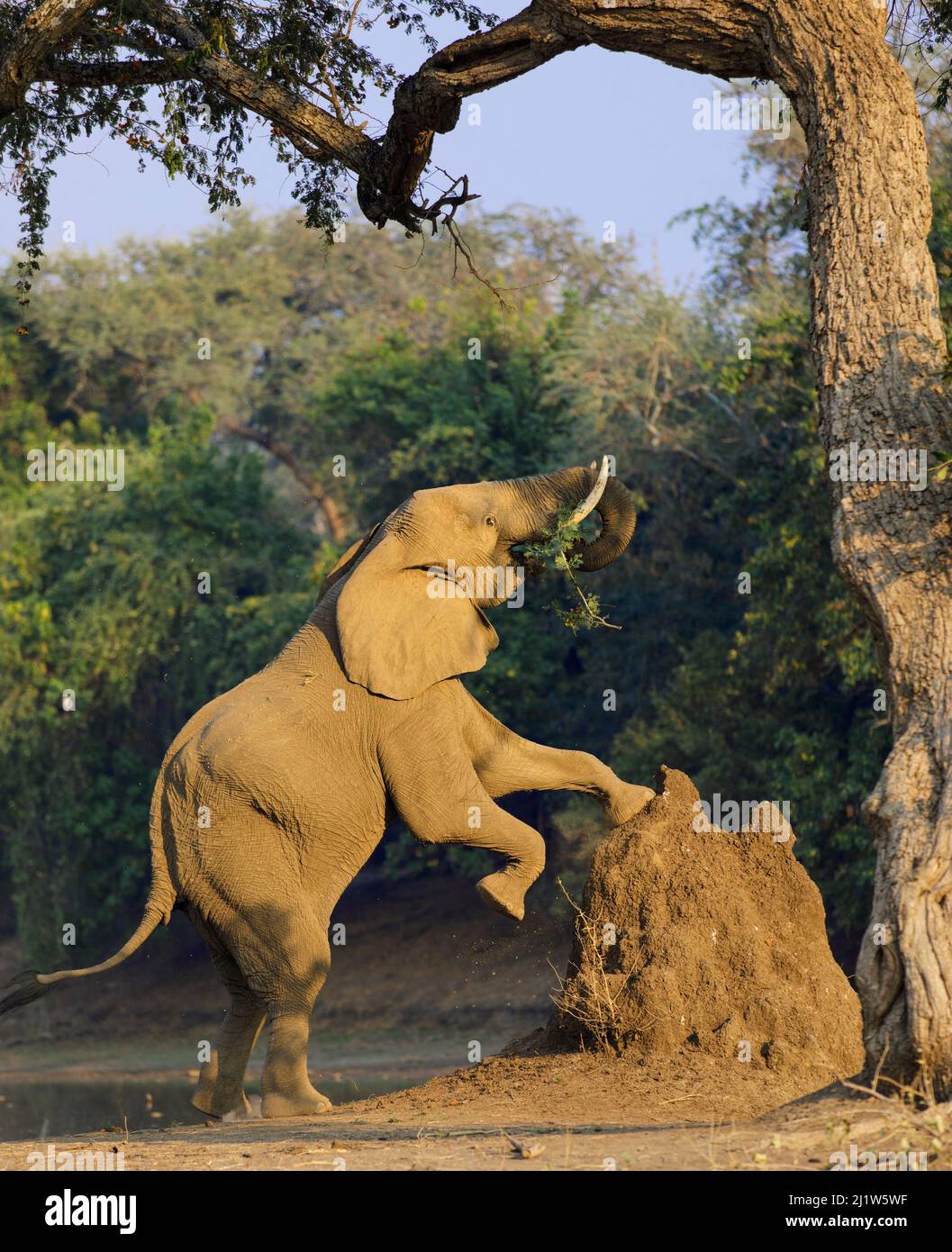 Elephant (Loxodonta africana) using termite mound to reach for food, Mana Pools National Park, Zimbabwe, Stock Photo