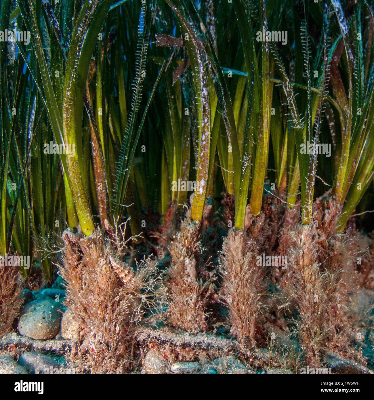 Close up of the understory of a seagrass meadow, Agia Pelagia, Heraklion, Crete, Greece Stock Photo