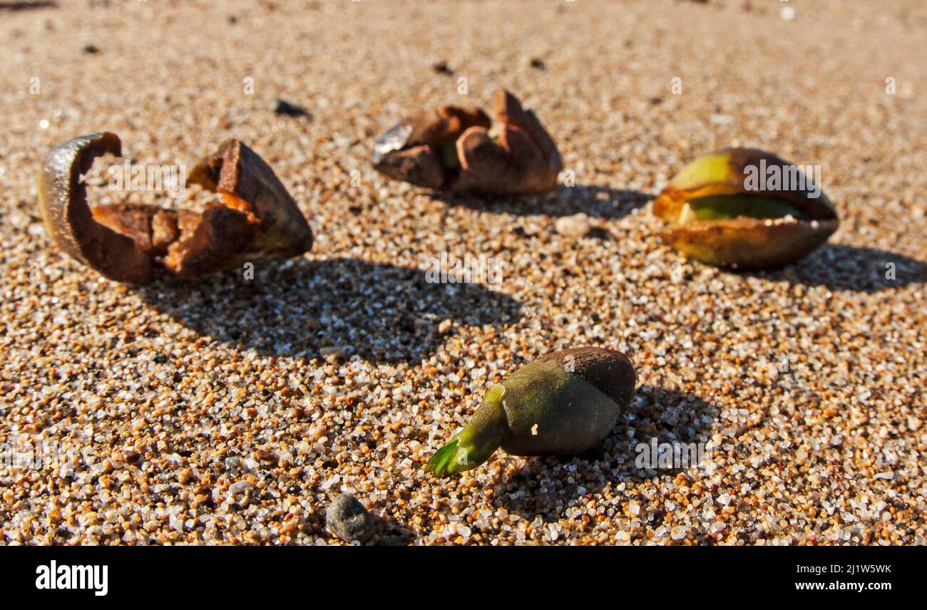 Neptune seagrass (Posidonia oceanica) fruits washed ashore after a storm. Gouves, Heraklion, Crete, Greece Stock Photo