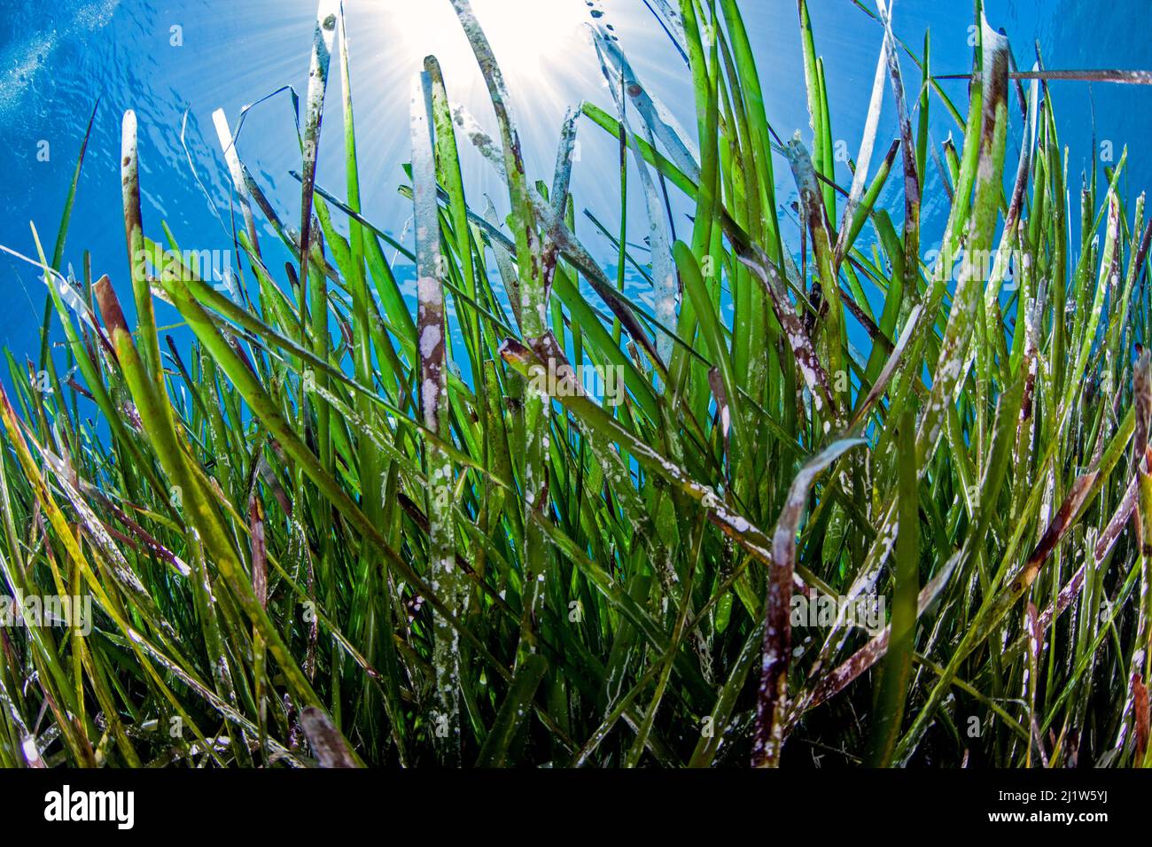 Neptune seagrass meadow (Posidonia oceanica) in the coastal zone of the Samaria National Park, Chania, Crete Stock Photo