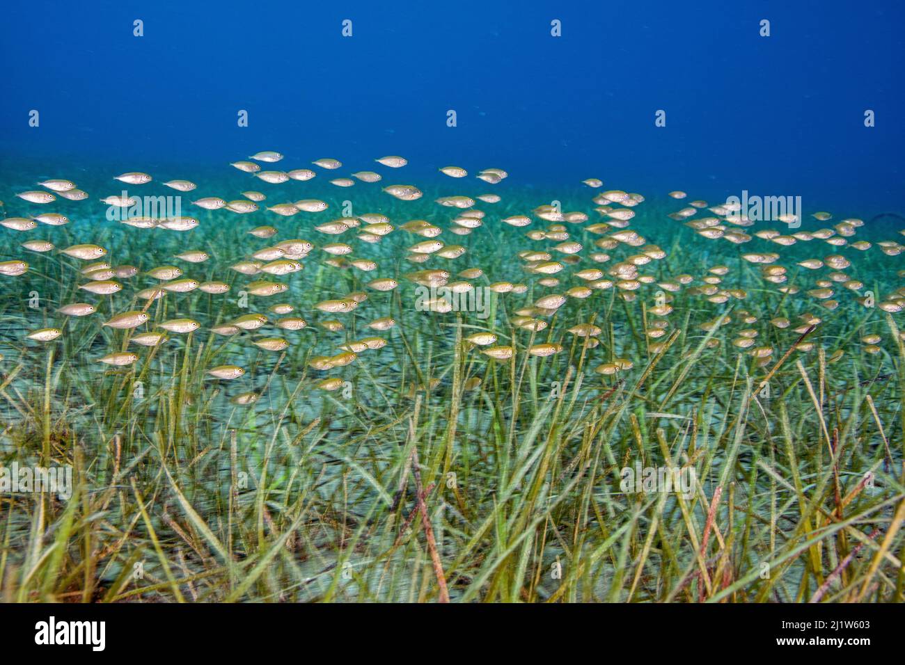 A school of Siganids (Siganus rivulatus) fish swimming over meadow of little Neptune seagrass (Cymodocea nodosa). Agia Pelagia, Heraklion, Crete, Gree Stock Photo