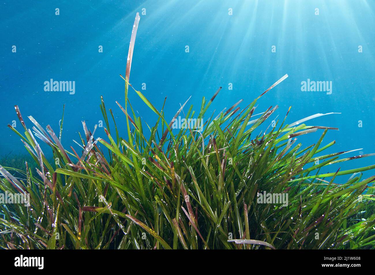 Neptune seagrass (Posidonia oceanica) meadow, Samaria National Park, Chania, Crete, Greece Stock Photo