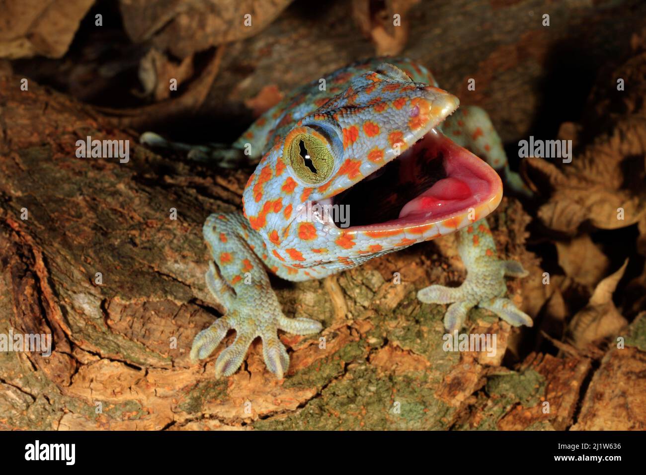 Tokay gecko (Gekko gecko) enacting a defensive display towards a perceived threat, Phuket Island, Thailand, March. Controlled conditions. Stock Photo