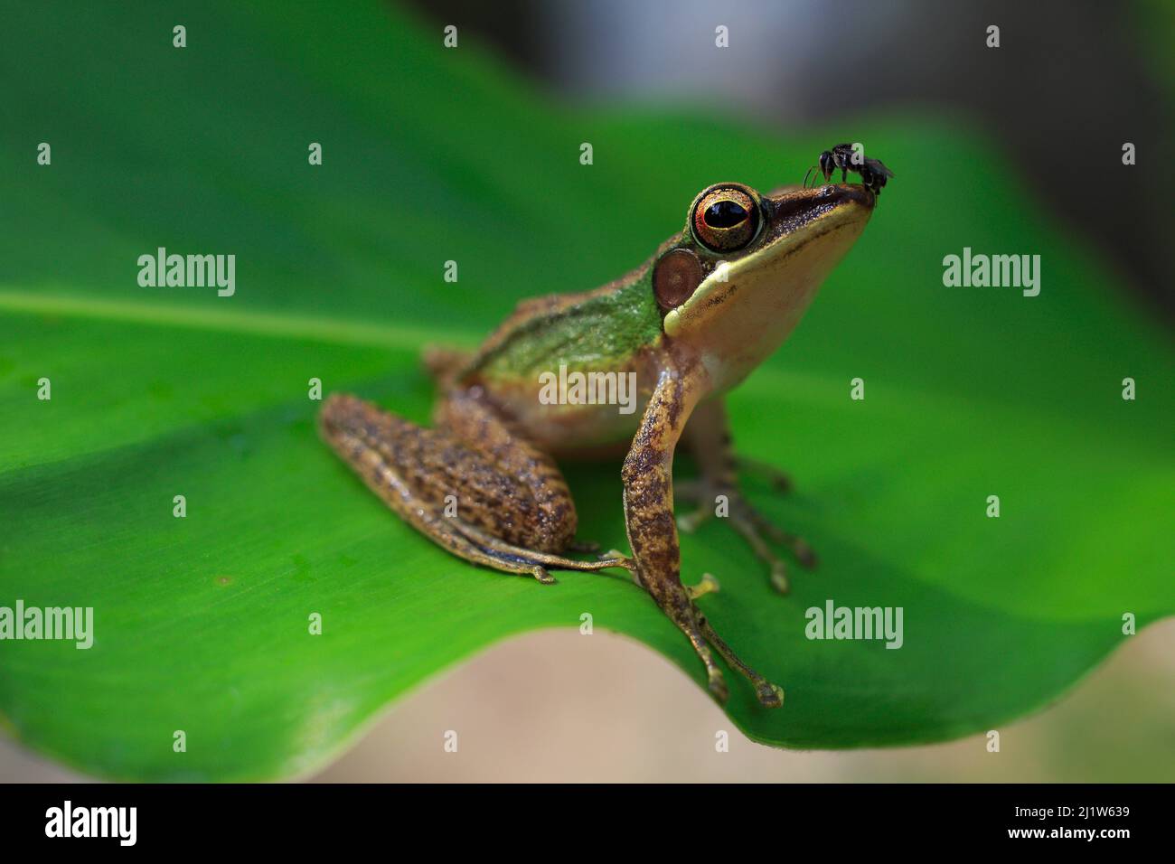 Copper-cheeked frog (Chalcorana labialis) from riparian lowland rainforest on the Cross-island trail, Tioman Island, Malaysia. Stock Photo