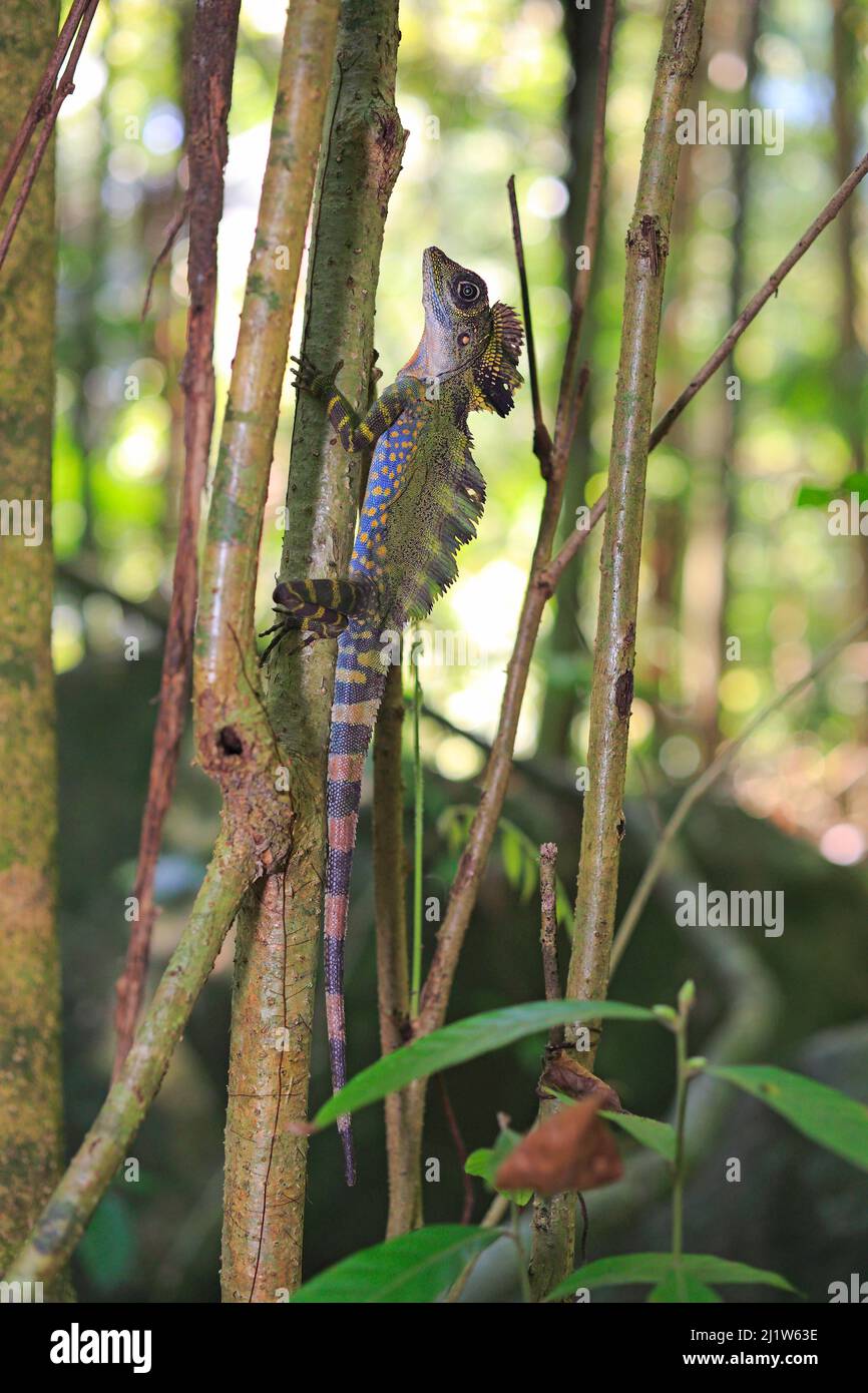 Great anglehead lizard (Gonocephalus grandis) male,  Tioman Island, Malaysia. Stock Photo