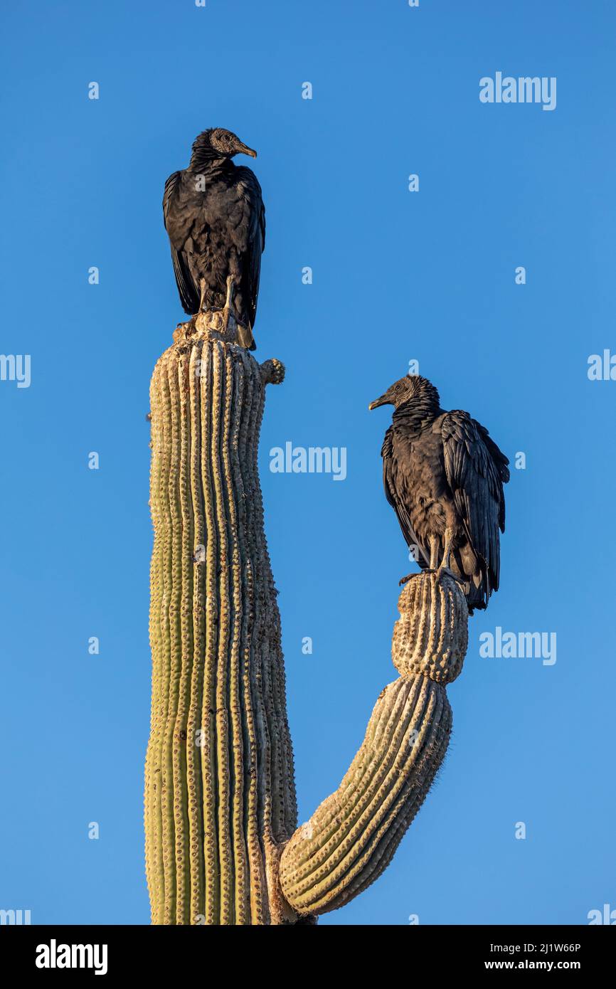 Black vulture (Coragyps atratus), two perched on Saguaro cactus (Carnegiea gigantea). Organ Pipe Cactus National Monument, Arizona, USA. November. Stock Photo