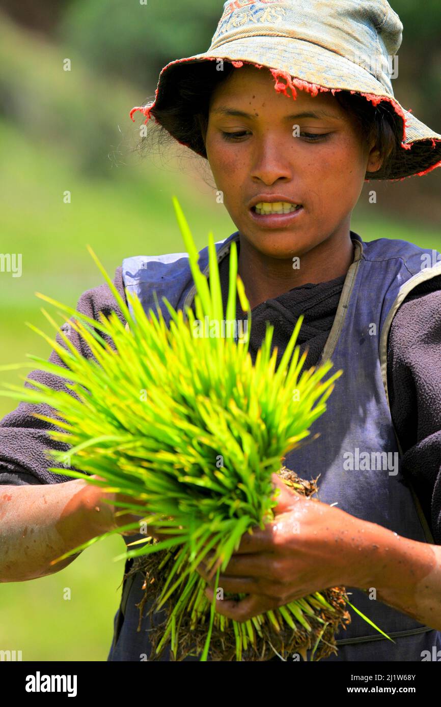 Worker in the rice fields, Madagascar. Stock Photo