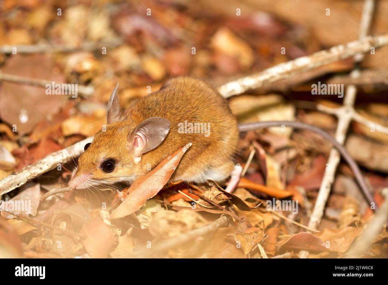 Western Big-footed Mouse (Macrotarsomys bastardi)  Kirindy forest Private Reserve, Madagascar. Stock Photo