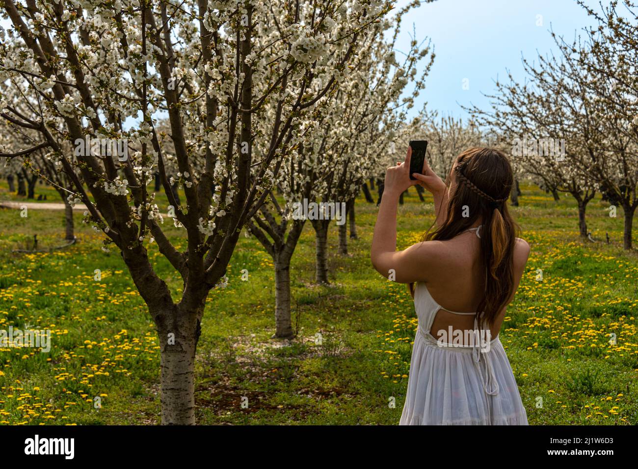 young woman in cherry orchard taking photos of the cherry blossom on a telephone. spring summer image . Stock Photo