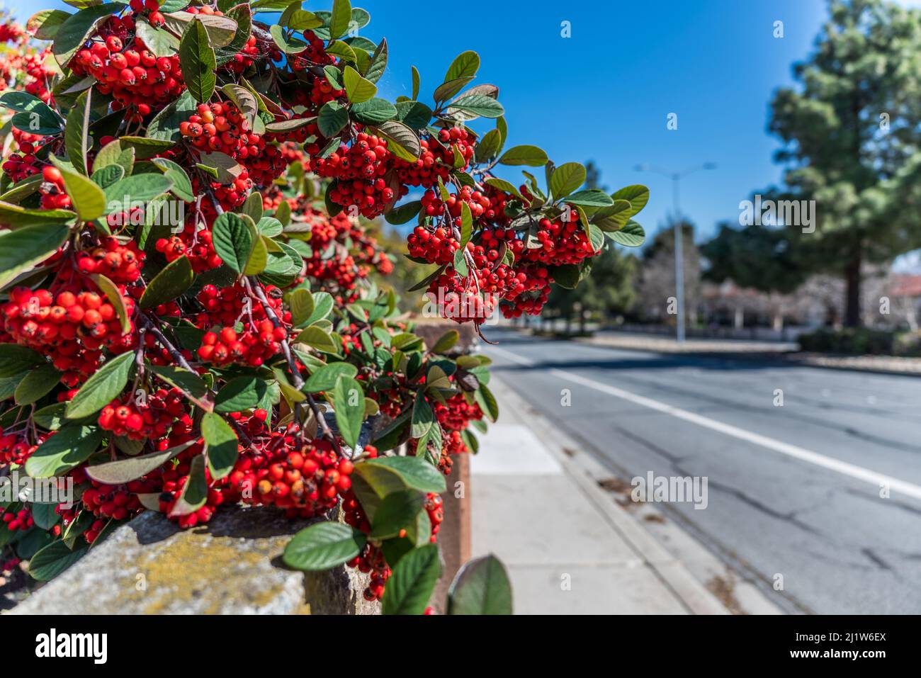 A closeup of the bush of Aronia arbutifolia, the red chokeberries. Stock Photo