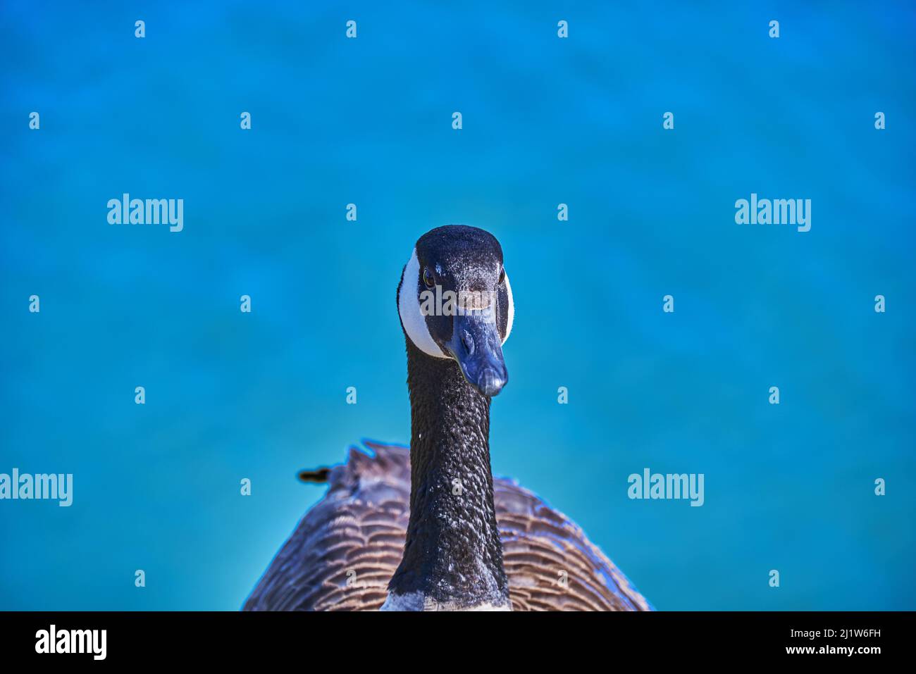 A closeup of the Canada goose isolated on blue background. Branta canadensis. Stock Photo
