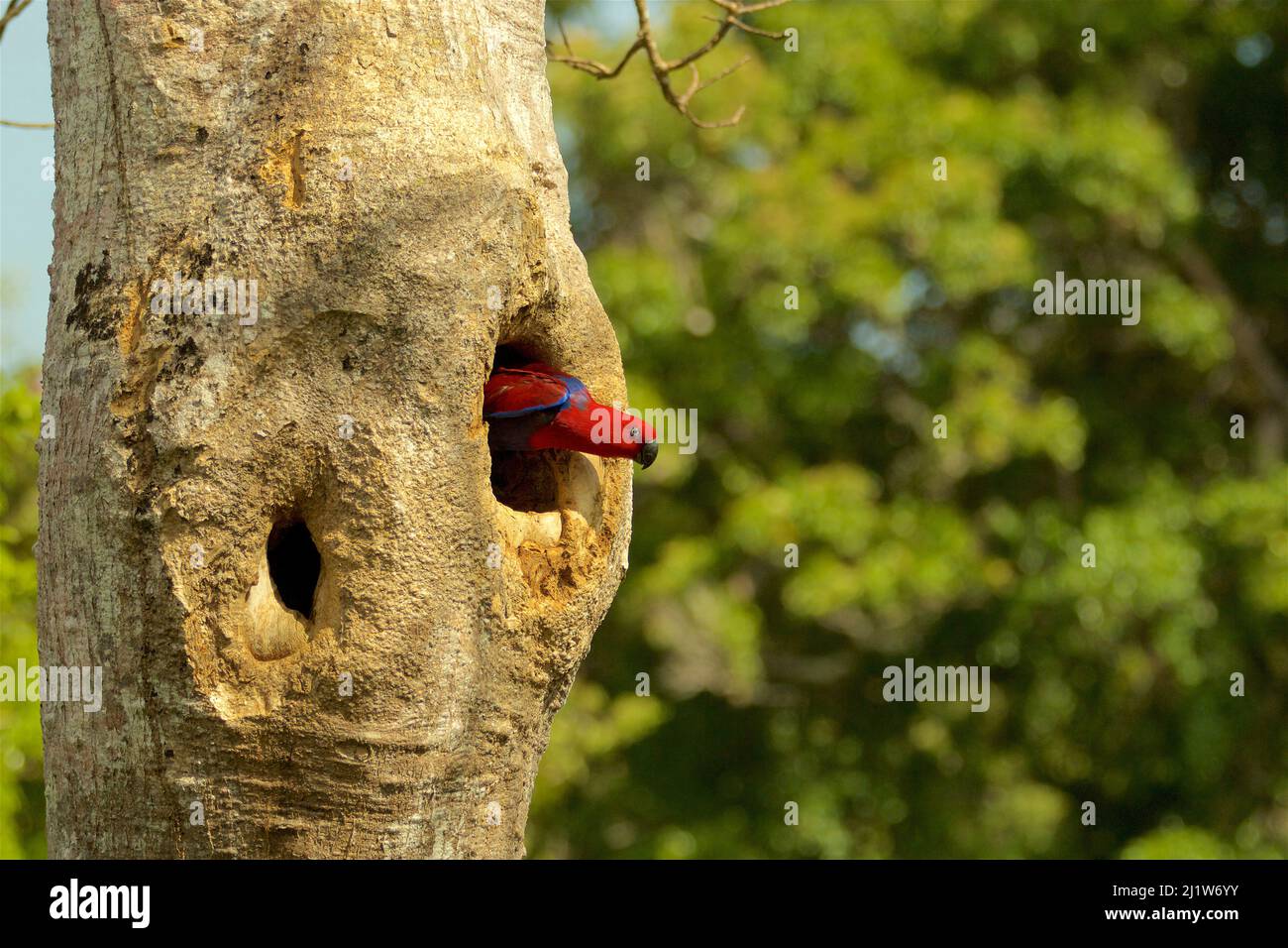Eclectus Parrot (Eclectus roratus) female peering out from her nest