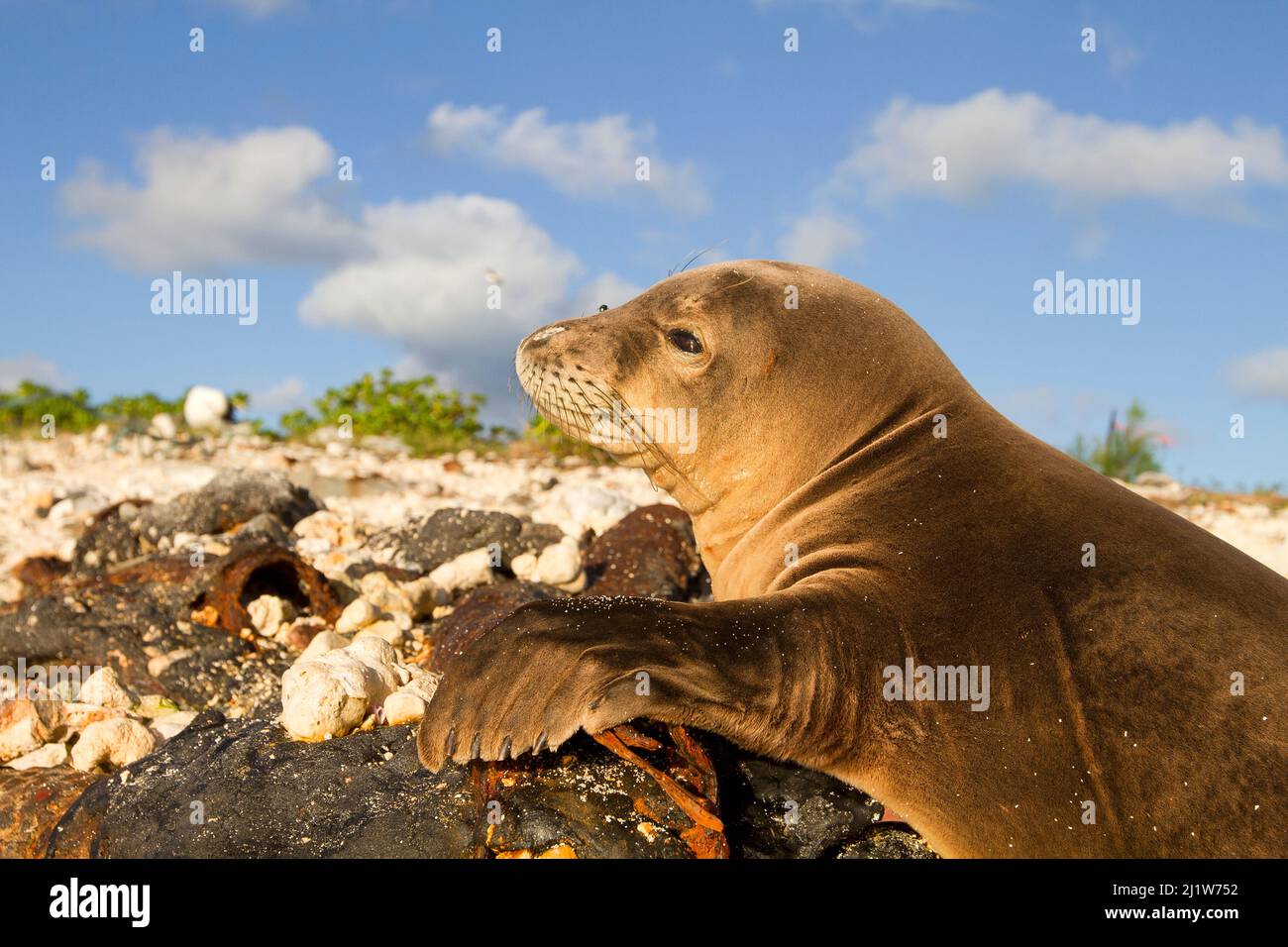 Hawaiian monk seal (Monachus schauinslandi),  Eastern Island, Midway, Hawaii Stock Photo