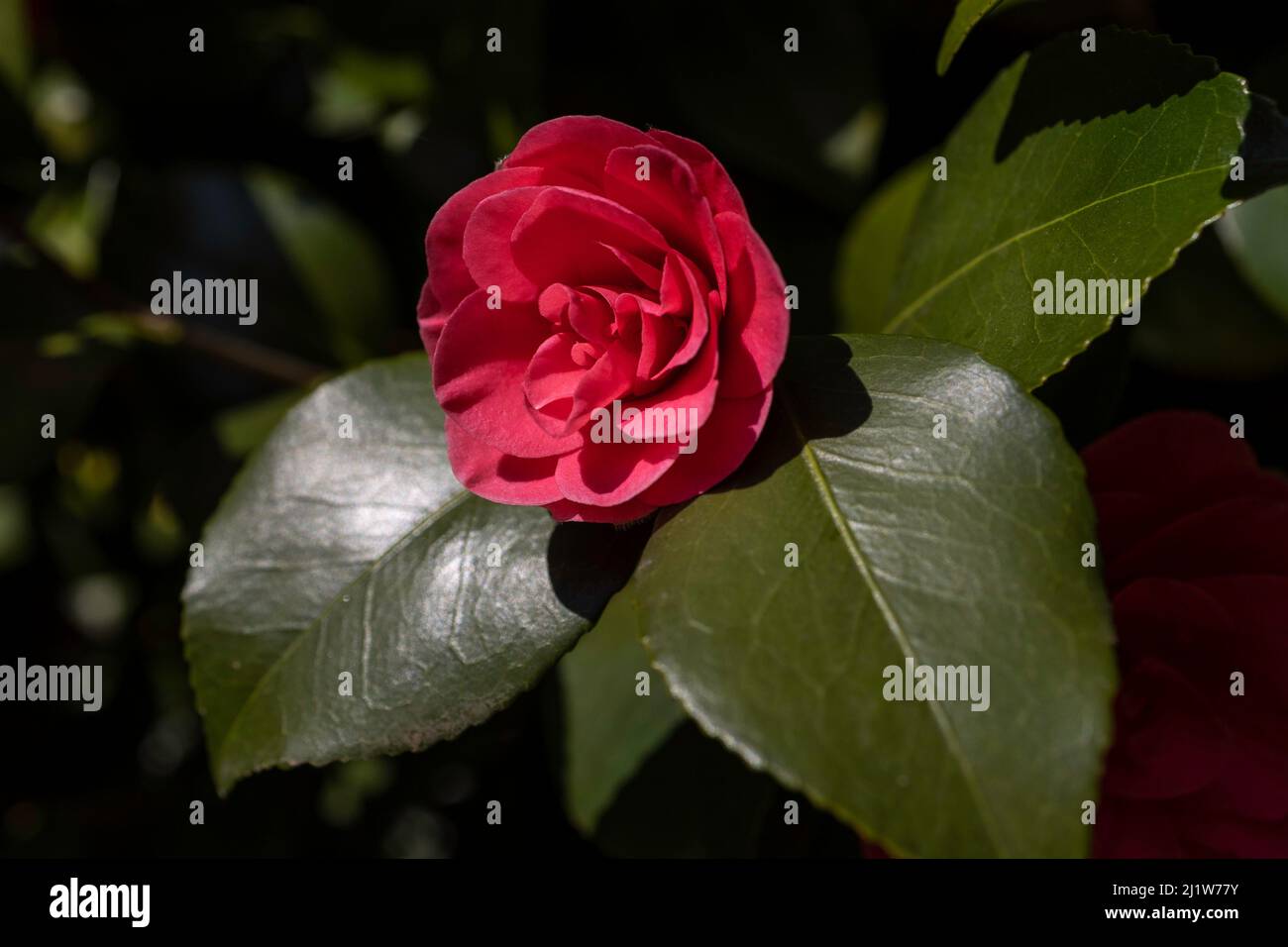 Camellia japonica Stock Photo