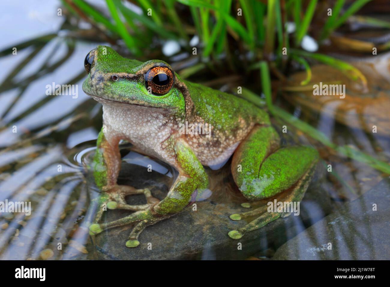 Spotted tree frog (Litoria spenceri) male, from Still Creek, north-eastern Victoria, Australia. December, Controlled conditions. Critically endangered Stock Photo