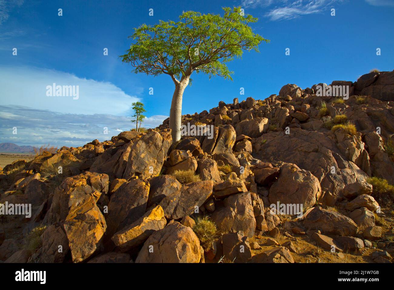 Five-lobed sterculia (Sterculia quinqueloba) tree growing on rocky hillside, Namibia Stock Photo