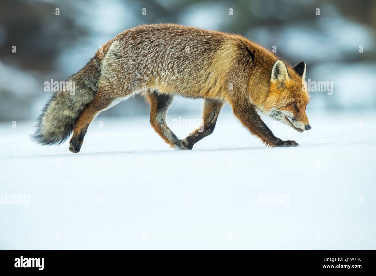 Red fox (Vulpes vulpes) in winter snow , Jura, Switzerland Stock Photo
